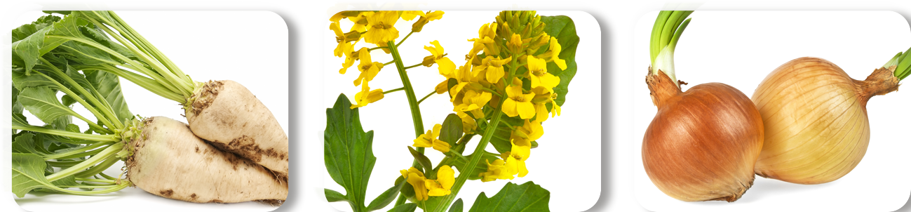 Sethoxydim2 copy