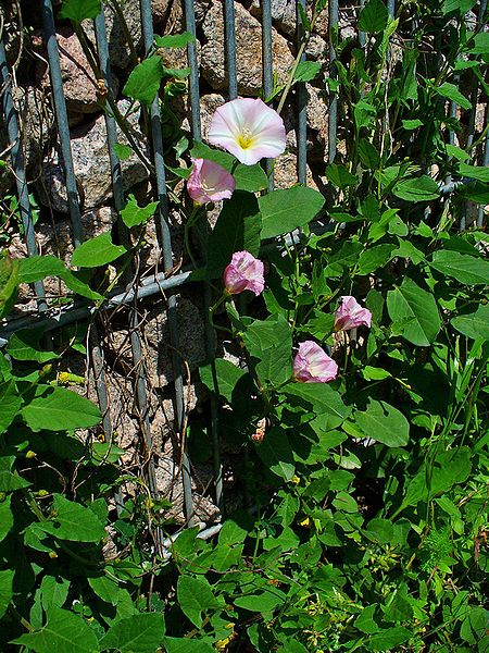 450px-Convolvulus arvensis 001