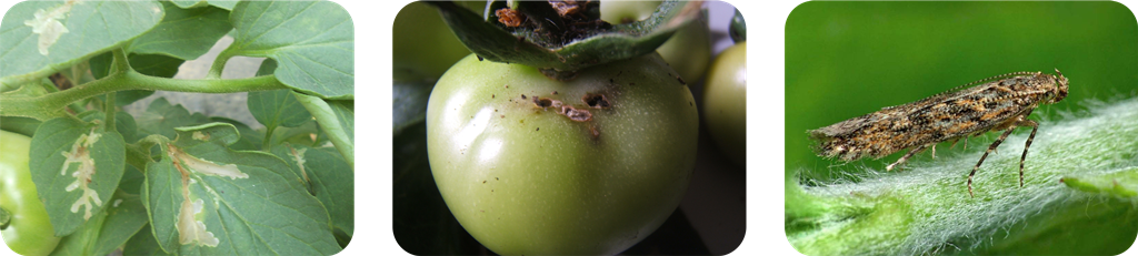 سه تایی امامکتین بنزواتلوفنورون آریا