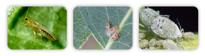 عکس سه تایی لسپیروتترامات