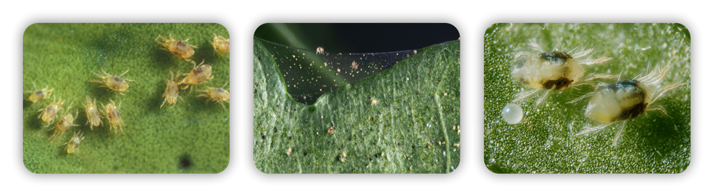 سه تایی کلرفناپیر