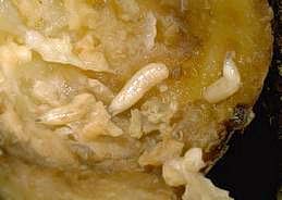 Delia Larvae 1