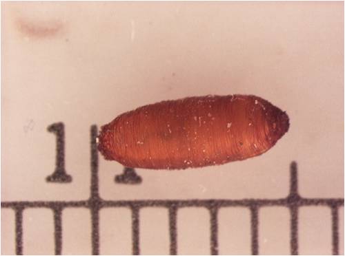 Delia Pupae
