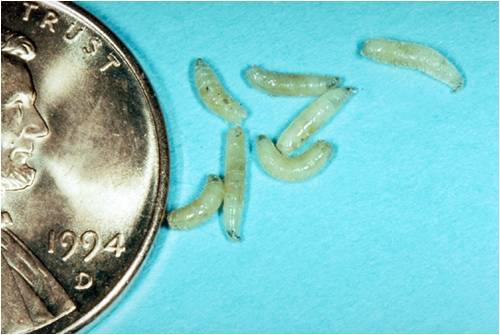 delia larvae