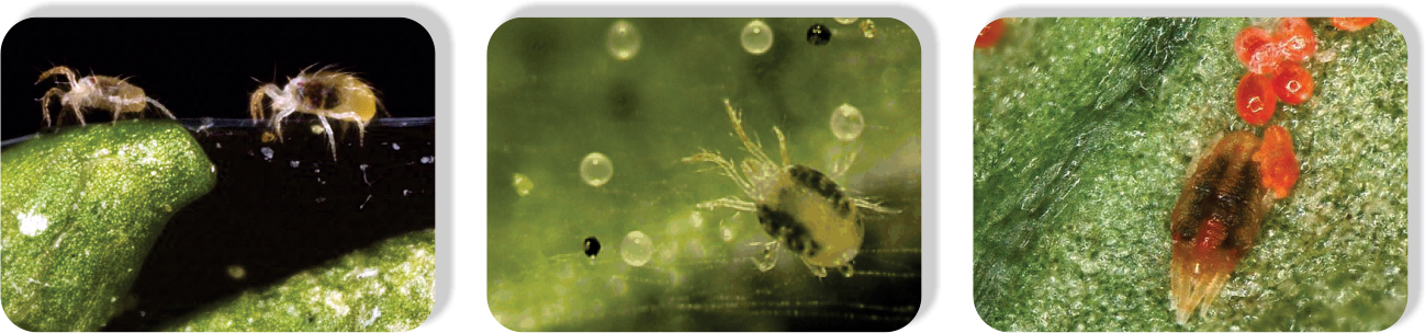 Propargite2