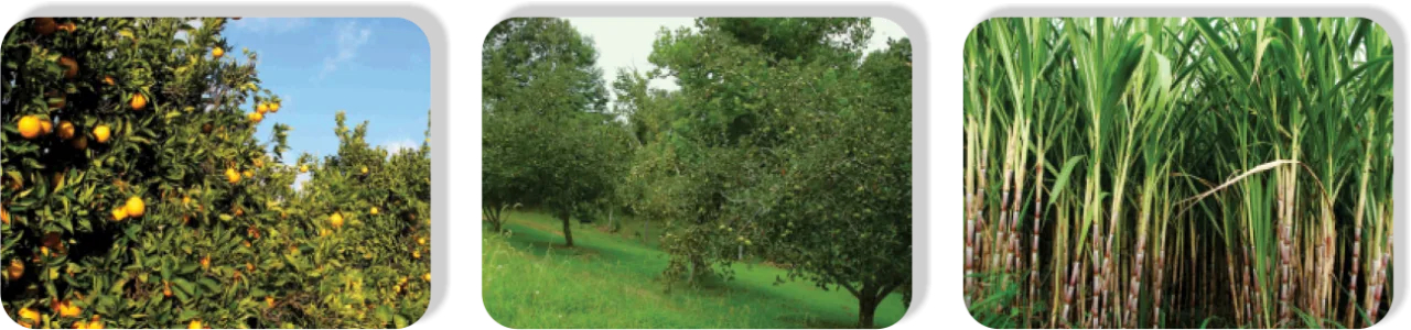 Glyphosate2