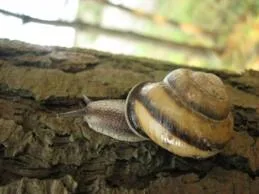 CAucasotachea