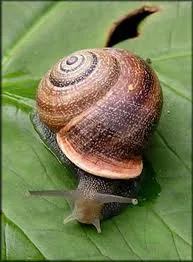 Helix lucorum1