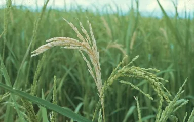rice stem borer encadr3