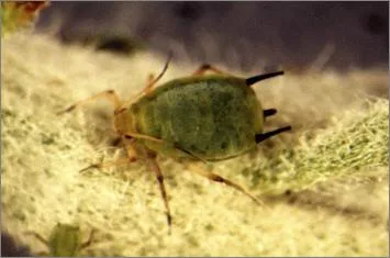 شته سیب: Aphis pomi