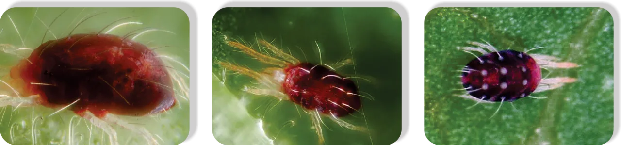 Fenpropathrin2