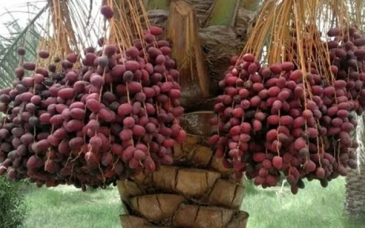 خرما