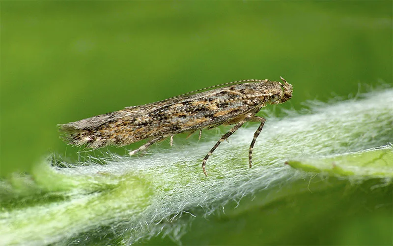 مینوز برگ گوجه فرنگی