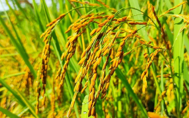برنامه تغذیه ای برنج(خوزستان) با کودهای آریا شیمی
