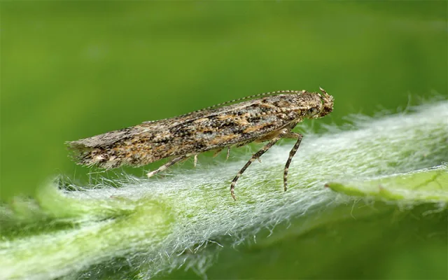 مینوز برگ گوجه فرنگی