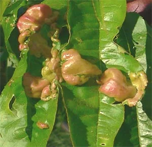 تصاویر برخی از بیماری های مهم درختان میوه (11)