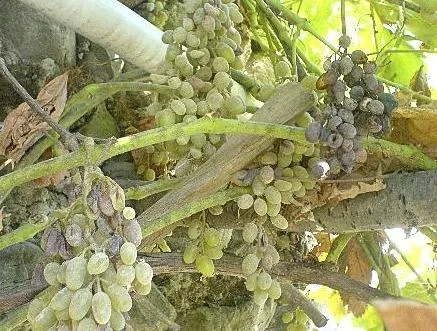 تصاویر برخی از بیماری های مهم درختان میوه (14)