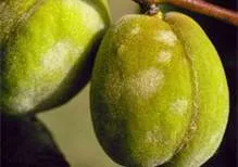 تصاویر برخی از بیماری های مهم درختان میوه (7)