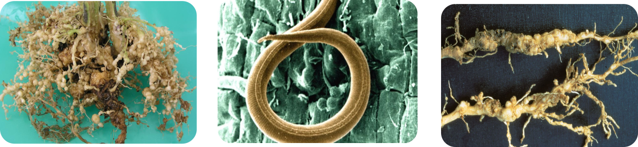 نمونه عکس سه تایی متام سدیم