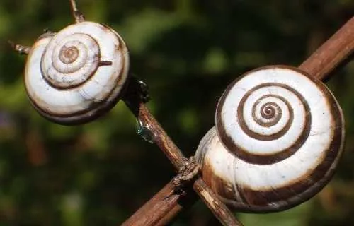 Helicella-itala