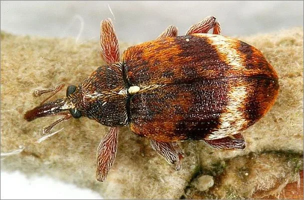 سرخرطومی سیب