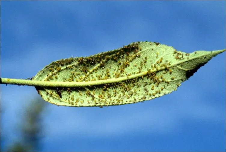 شته سیب: Aphis pomi