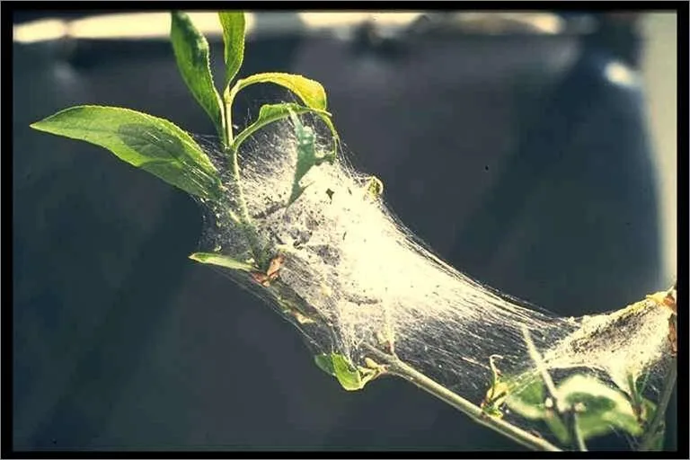 لیسه سیب: Hyponomeuta malinellus