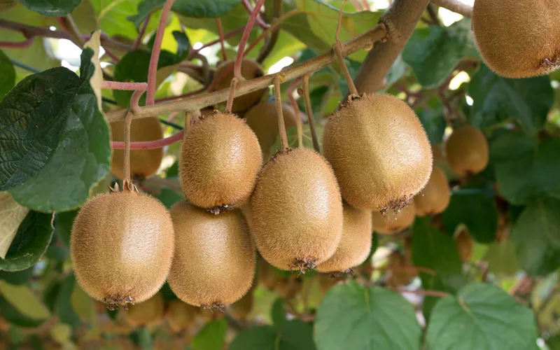 کیوی