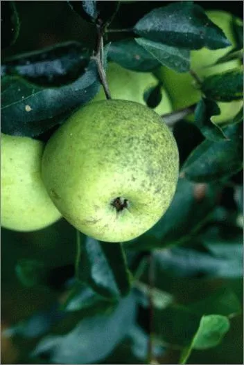 شته سیب: Aphis pomi