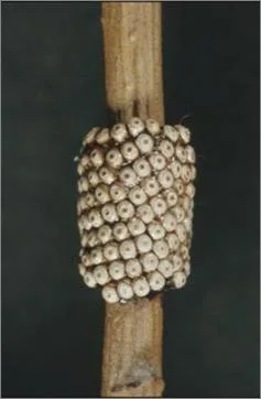 پروانه تخم انگشتری: Malacosoma neustria