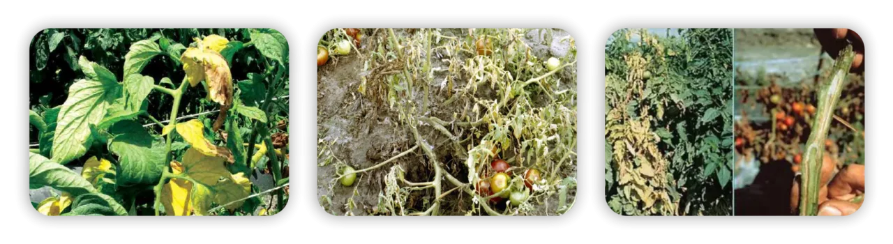 عکس سه تایی هایمکسازول