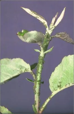 شته سیب: Aphis pomi