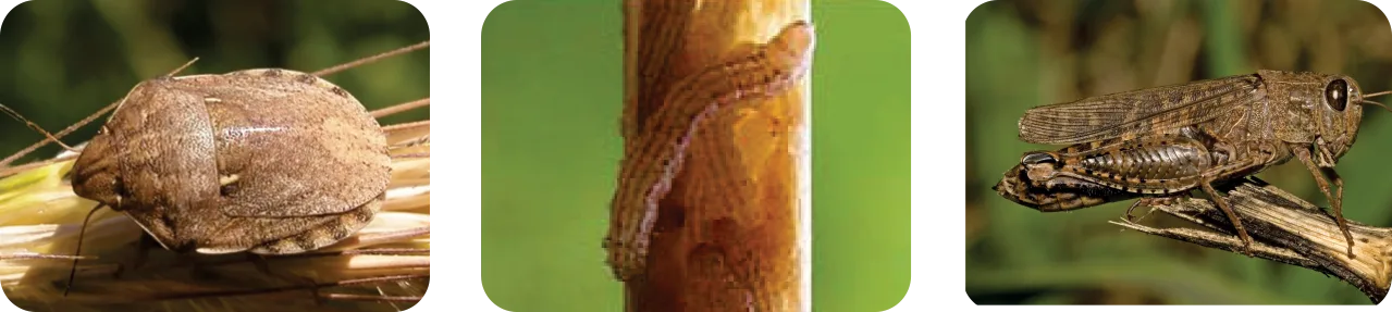 Fenitrothion2