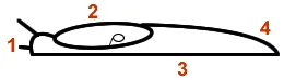 snail