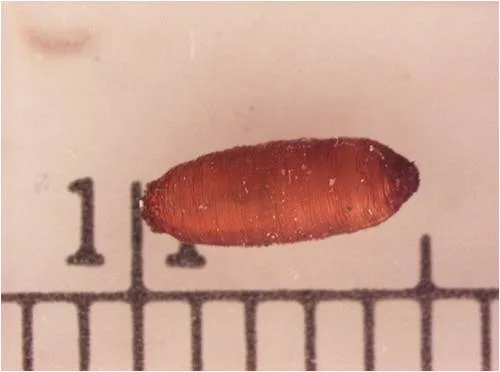 Delia Pupae