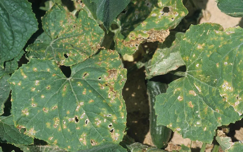 لکه زاویه ای برگ خیار