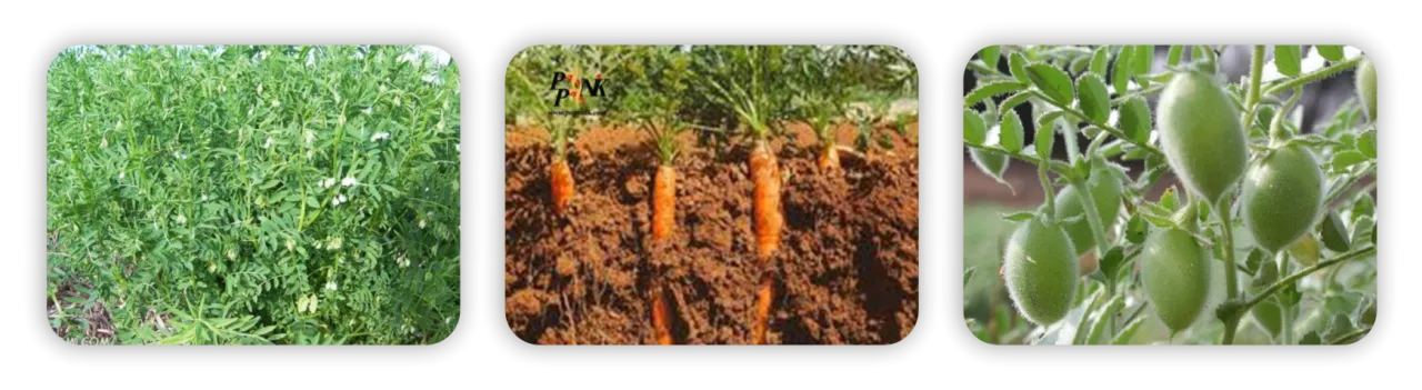 عکس سه تایی لینورون