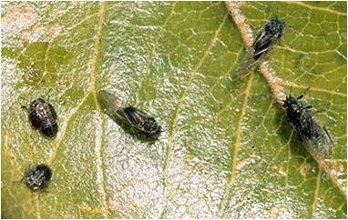 پسیل گلابی: Cacopsylla pyricola