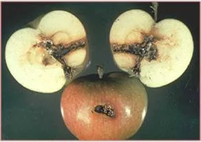 کرم سیب: Cydia pomonela