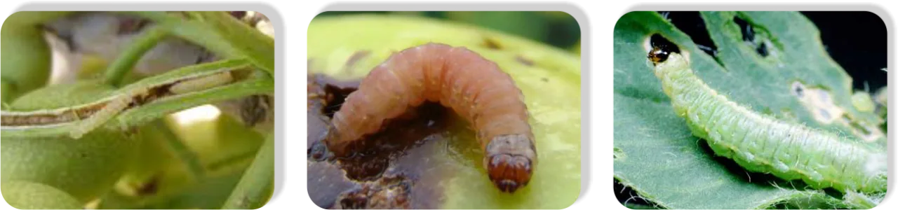 Phosalone2
