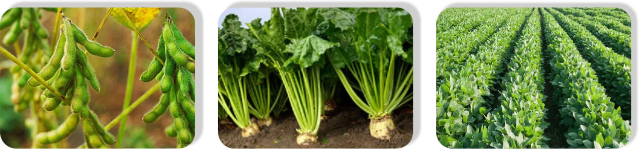 Clethodim