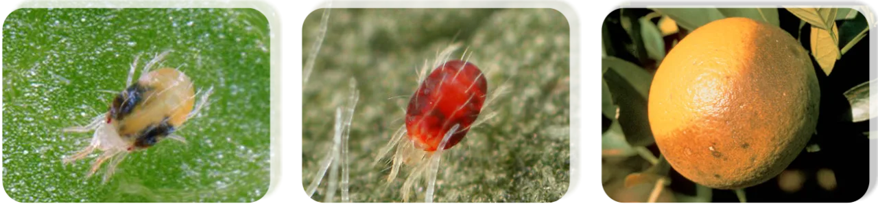 spiro