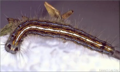 پروانه تخم انگشتری: Malacosoma neustria
