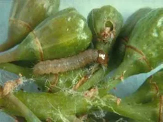  کرم خوشه خوار انگور:Lobesia botrana