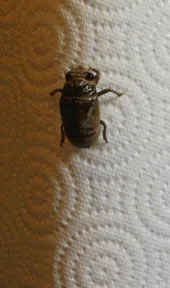 زنجره مو