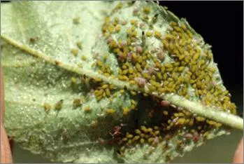 شته سیب: Aphis pomi