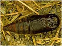 پروانه تخم انگشتری: Malacosoma neustria