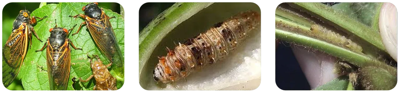 فیپرونیل