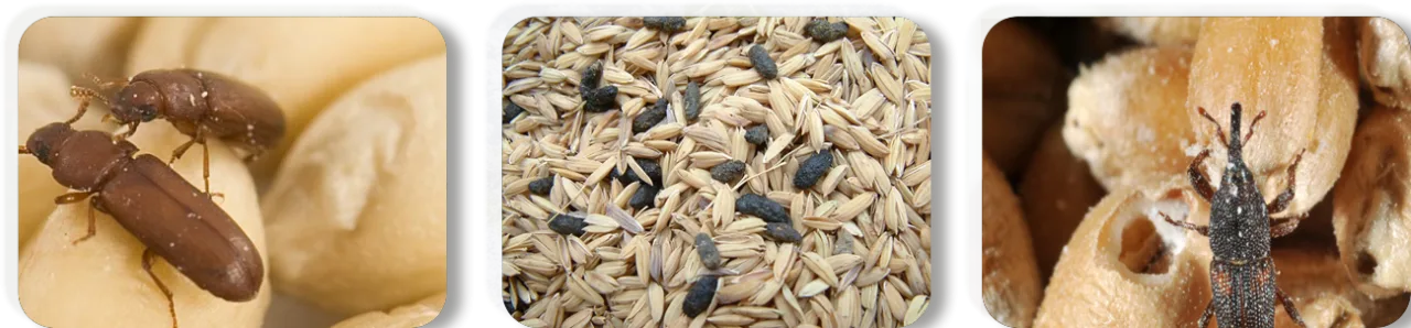 Aluminium Phosphide
