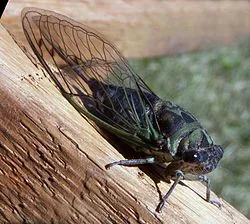 زنجره مو: Psalmocharis alhageos